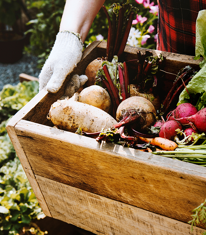 Gardener with organic fresh agricultural product