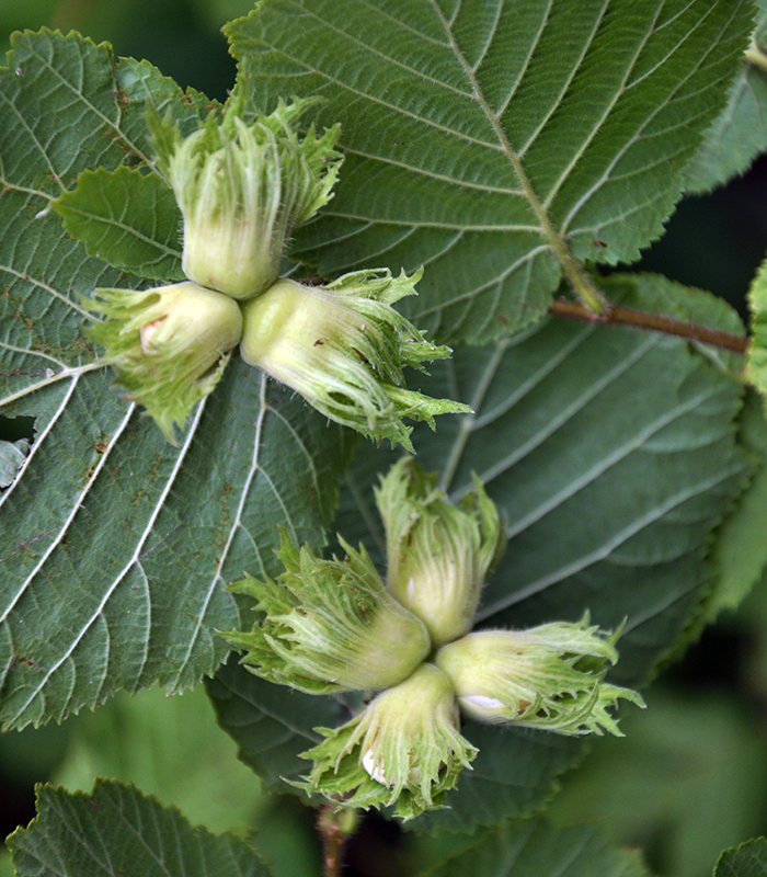 On a branch of a tree ripen nuts hazel