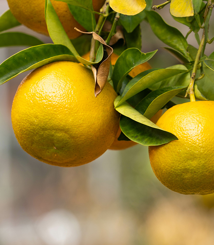 Bitter orange - Citrus aurantium - has become yellow in Fukuoka