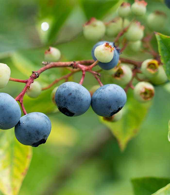 Close-up of blueberry fruit on a tree.