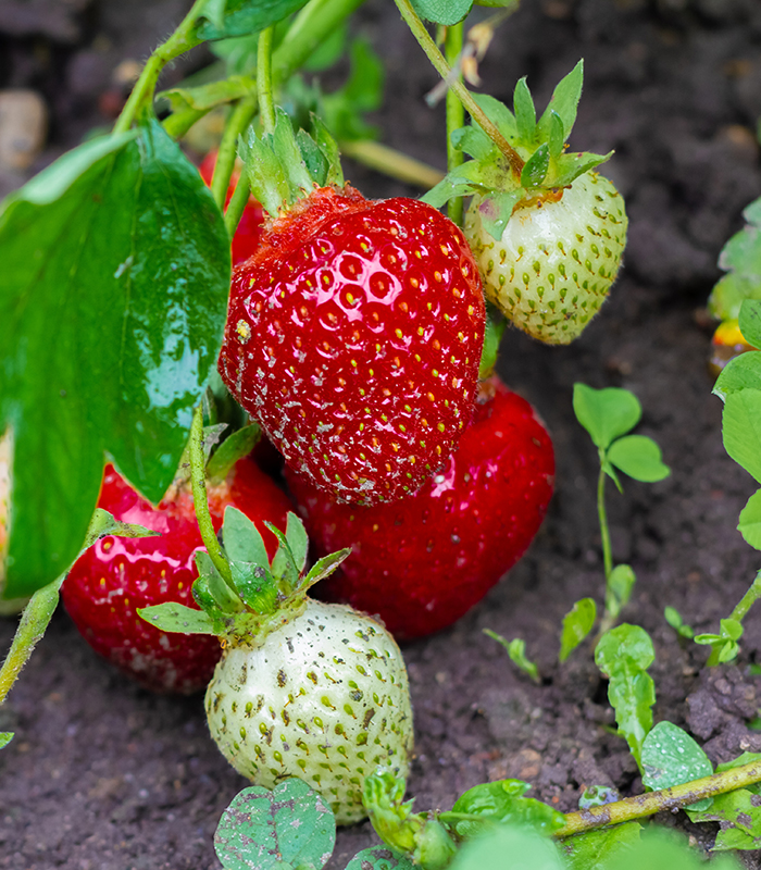 Ripe organic strawberry bush in the garden close up. Growing a crop of natural strawberries