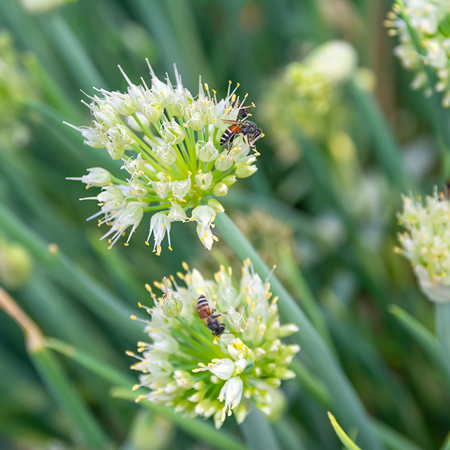 The green onion flowers with the bee that are sucking the nectar