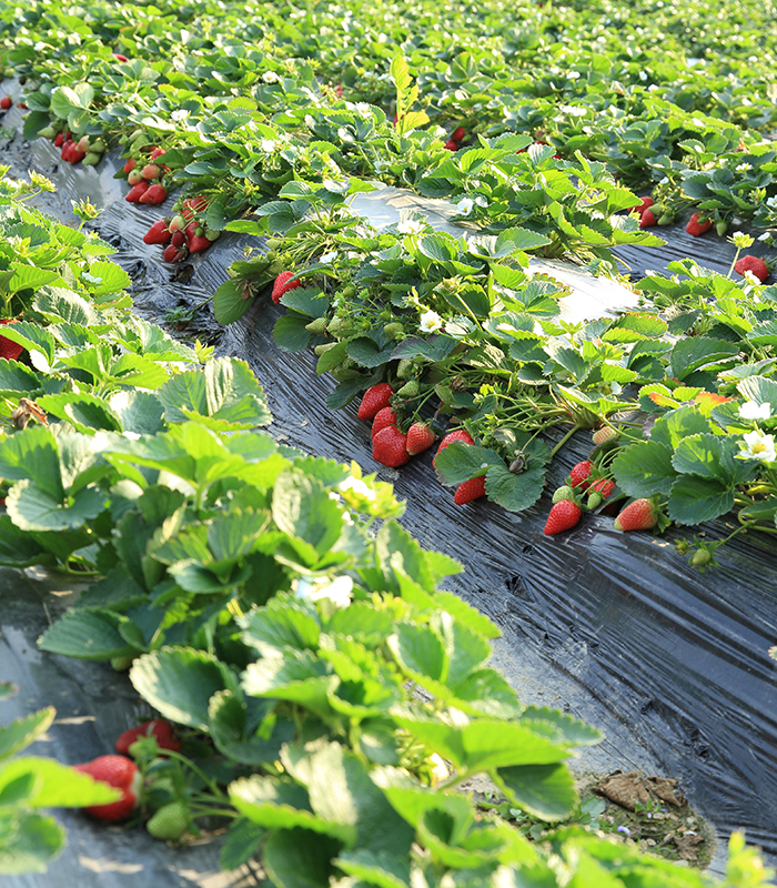 strawberry field