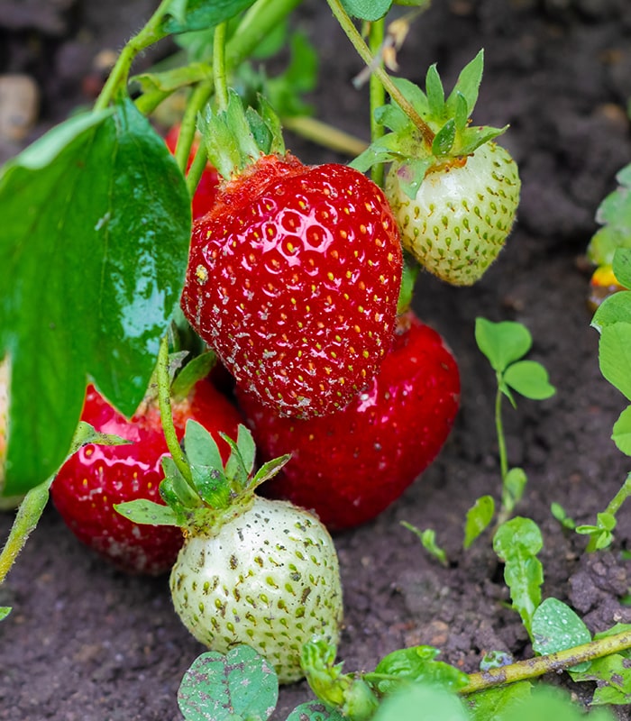 KaiserKuche-Composta-Fragole-7