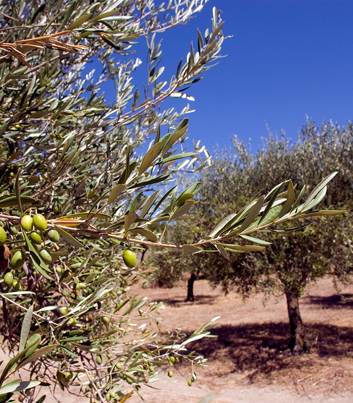 KaiserKuche-Olio-Palude-Volpi-2