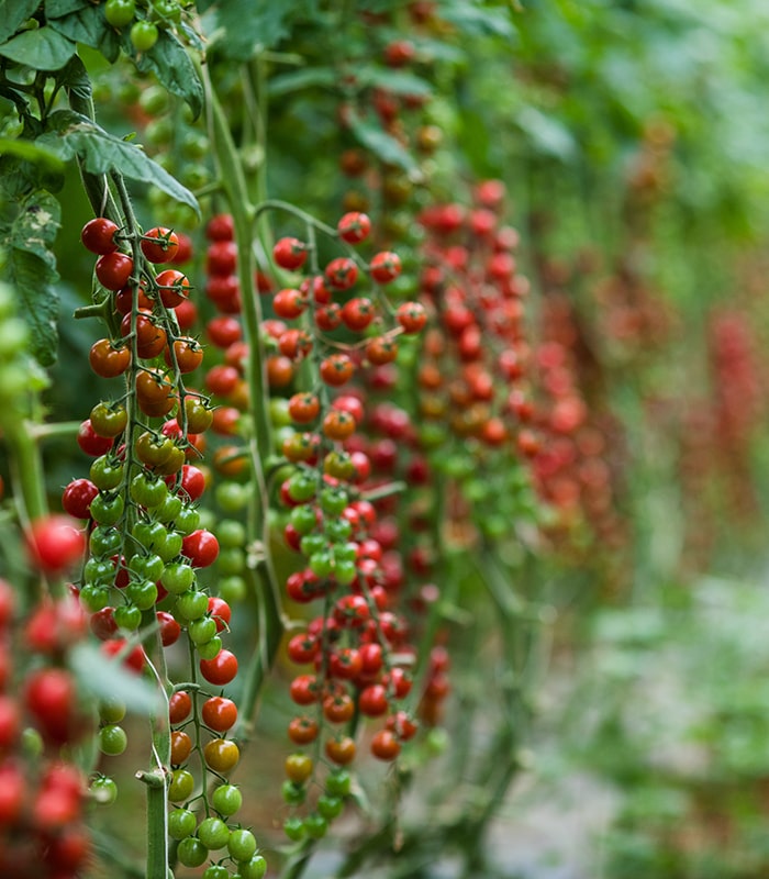 KaiserKuche-Passata-Pomodori-5