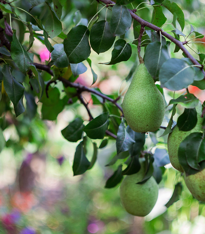 Ripe green pears grow on the tree in the garden, healthy vegetar