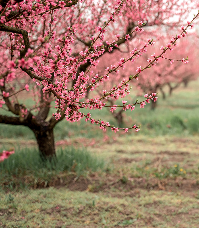 A blooming peach orchard in the rain, trees planted in rows. The pink flowers smell fragrant.