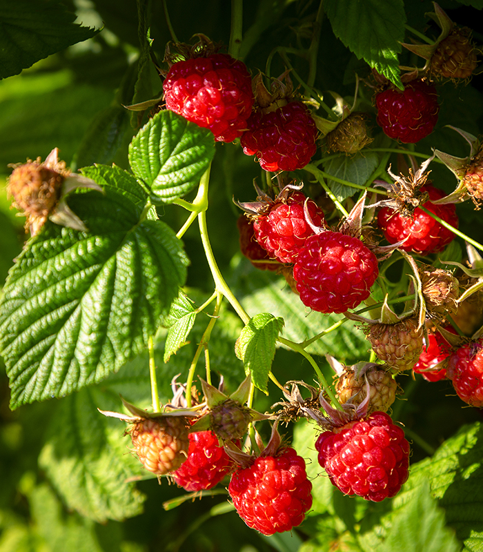 Red raspberries on the branches in the garden