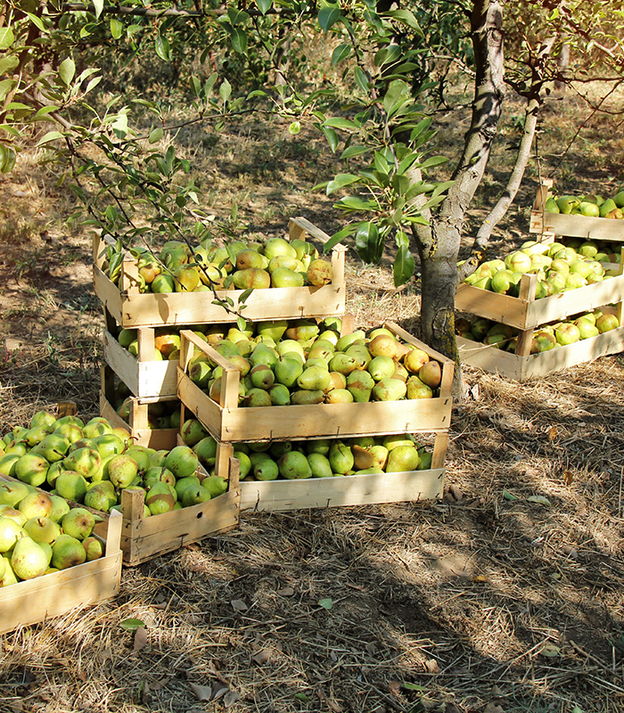 Williams Pear Fruit in Boxes and Trees
