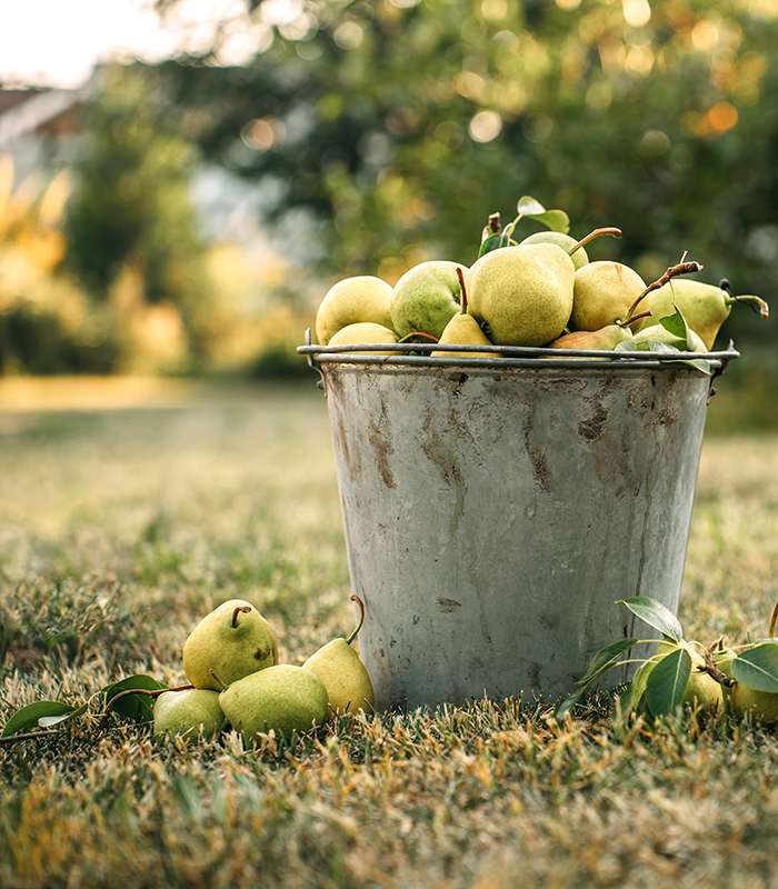 metal, galvanized old bucket filled with ripe yellow sweet pears