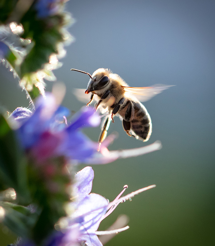 A bee collects honey on blue flowers