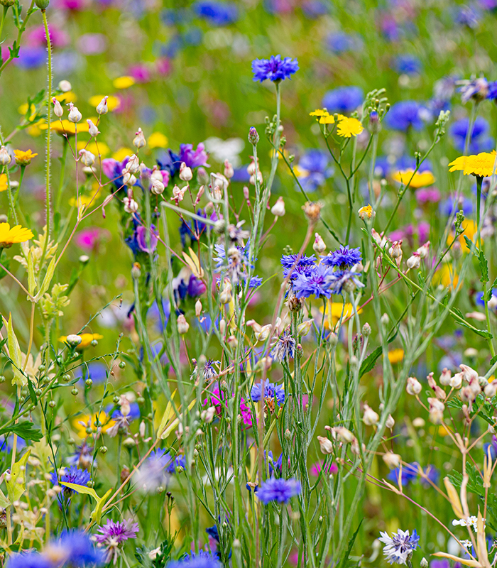 Aiuola con fiori di prato