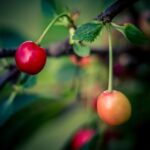 Cherries in Moscato 570g - Image 5