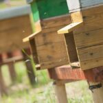 Millefiori Honey - Image 5